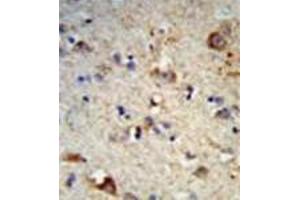 Formalin-fixed and paraffin-embedded human brain tissue reacted with EXT2 Antibody (Center) followed which was peroxidase-conjugated to the secondary antibody, followed by DAB staining. (EXT2 antibody  (Middle Region))
