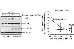 Western Blotting (WB) image for anti-Induced Myeloid Leukemia Cell Differentiation Protein Mcl-1 (MCL1) (Internal Region) antibody (ABIN6657786)