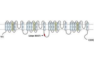Representative domain view of the target of ABIN7884824.