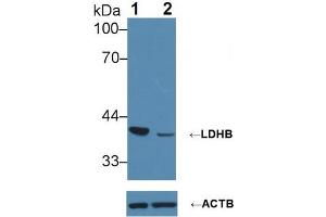 Western blot analysis of (1) Wild-type Jurkat cell lysate, and (2) LDHB knockout Jurkat cell lysate, using Rabbit Anti-Human LDHB Antibody (1 µg/ml) and HRP-conjugated Goat Anti-Mouse antibody (abx400001, 0.