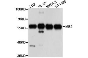 Western blot analysis of extracts of various cell lines, using ME2 antibody. (NAD-ME antibody  (AA 220-479))