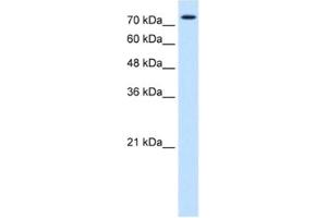 Western Blotting (WB) image for anti-Forkhead Box K1 (Foxk1) antibody (ABIN2463072) (Foxk1 antibody)