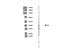 anti-RNA Binding Motif Protein 4 (RBM4) (Internal Region) antibody