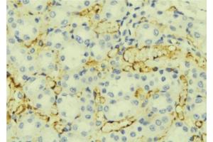 ABIN6276886 at 1/100 staining Mouse liver tissue by IHC-P.