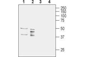 Western blot analysis of rat (lanes 1 and 3) and mouse (lanes 2 and 4) brain lysates: - 1,2. (AQP11 antibody  (2nd Extracellular Loop))
