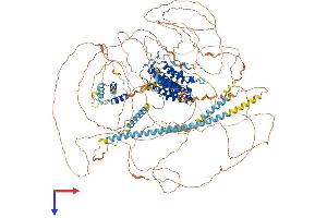 BRD4 Protein (AA 1-1362) (His tag)
