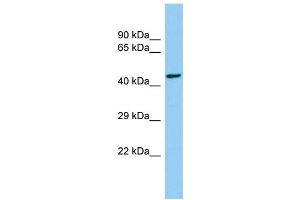 Host: Rabbit Target Name: CEP85L Sample Type: Hela Whole cell lysates Antibody Dilution: 1. (C6orf204 antibody  (C-Term))