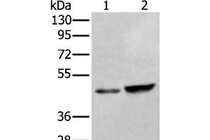 Western blot analysis of HUVEC and Hela cell lysates using ZNF24 Polyclonal Antibody at dilution of 1:350 (ZNF24 antibody)