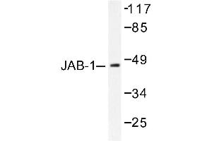Image no. 1 for anti-COP9 Signalosome Complex Subunit 3 (COPS3) antibody (ABIN265485)