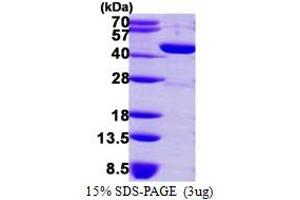 SDS-PAGE (SDS) image for GDP-Mannose 4,6-Dehydratase (GMDS) (AA 1-372) protein (His tag) (ABIN667602)