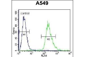 PRR19 Antibody (Center) (ABIN655775 and ABIN2845212) flow cytometric analysis of A549 cells (right histogram) compared to a negative control cell (left histogram). (PRR19 antibody  (AA 208-236))