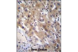 FGL1 Antibody (C-term) (ABIN656576 and ABIN2845837) immunohistochemistry analysis in formalin fixed and paraffin embedded human liver tissue followed by peroxidase conjugation of the secondary antibody and DAB staining.