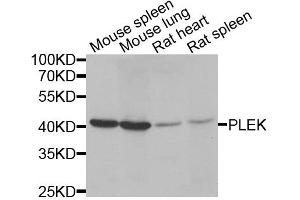 Western blot analysis of extracts of various cell lines, using PLEK antibody.