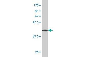 Western Blot detection against Immunogen (36.