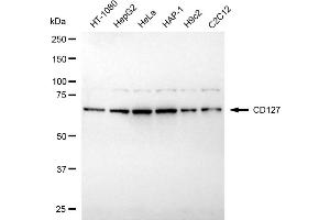 Western blotting analysis using CD127 antibody (ABIN7799108). (Recombinant IL7R antibody)