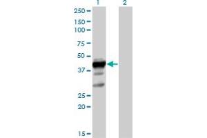 Western Blot analysis of ELAVL3 expression in transfected 293T cell line by ELAVL3 MaxPab polyclonal antibody. (HuC/ELAVL3 antibody  (AA 1-367))