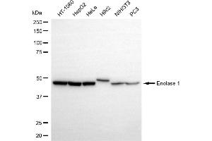 Western blotting analysis using enolase 1 antibody (ABIN7798448). (Recombinant ENO1 antibody)