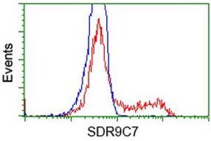 HEK293T cells transfected with either RC210941 overexpress plasmid (Red) or empty vector control plasmid (Blue) were immunostained by anti-SDR9C7 antibody (ABIN2453627), and then analyzed by flow cytometry. (SDR9C7 antibody)