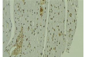 ABIN6279231 at 1/100 staining Mouse muscle tissue by IHC-P. (CALML6 antibody)