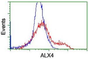 Image no. 2 for anti-ALX Homeobox 4 (ALX4) antibody (ABIN1496620) (ALX4 antibody)