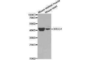 Western blot analysis of extracts of various cell lines, using XRCC4 antibody. (XRCC4 antibody  (AA 1-336))