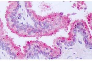 Anti-NR1D1 antibody IHC staining of human prostate. (NR1D1 antibody  (Internal Region))