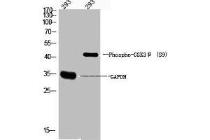 Western Blot analysis of 293 cells using Phospho-GSK3β (S9) Polyclonal Antibody (GSK3 beta antibody  (pSer9))