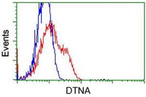 HEK293T cells transfected with either RC223952 overexpress plasmid (Red) or empty vector control plasmid (Blue) were immunostained by anti-DTNA antibody (ABIN2454104), and then analyzed by flow cytometry. (DTNA antibody)