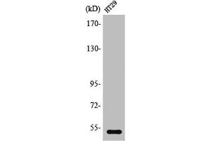 Western Blot analysis of HeLa cells using SR-2B Polyclonal Antibody (Serotonin Receptor 2B antibody  (N-Term))