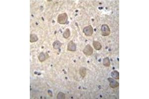 Immunohistochemistry analysis in formalin fixed and paraffin embedded human brain tissue followed reacted with OR4K2 Antibody (C-term) followed which was peroxidase conjugated to the secondary antibody and  followed by DAB staining. (OR4K2 antibody  (C-Term))