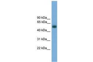 Image no. 1 for anti-Coiled-Coil Domain Containing 76 (CCDC76) (AA 71-120) antibody (ABIN6745144) (CCDC76 antibody  (AA 71-120))