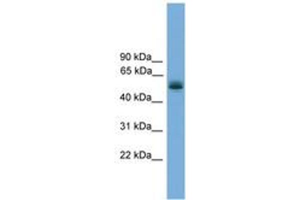 CCDC76 Antikörper  (AA 71-120)