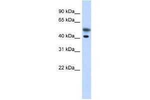 Western Blotting (WB) image for anti-Tropomodulin 2 (TMOD2) antibody (ABIN2459848) (TMOD2 antibody)