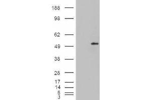 HEK293 overexpressing Dudulin4 (ABIN5365377) and probed with ABIN334498 (mock transfection in first lane).