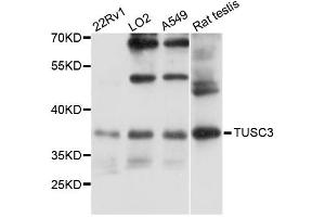 Western blot analysis of extracts of various cell lines, using TUSC3 antibody (ABIN6293392) at 1:3000 dilution. (TUSC3 antibody)