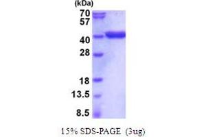 SDS-PAGE (SDS) image for Glyceraldehyde-3-Phosphate Dehydrogenase (GAPDH) (AA 1-333) protein (His tag) (ABIN5854106)