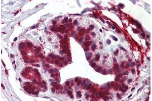 Anti-ELOVL5 antibody  ABIN960768 IHC staining of human breast. (ELOVL5 antibody  (Internal Region))