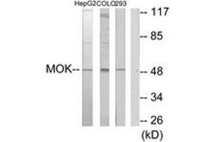 Western Blotting (WB) image for anti-MOK Protein Kinase (MOK) (AA 261-310) antibody (ABIN2889812) (MOK antibody  (AA 261-310))