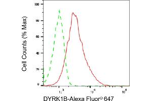 Flow cytometric analysis of DYRK1B expression in HeLa cells using DYRK1B antibody (ABIN7798391), 1:2,000).