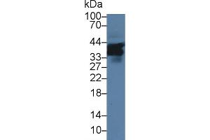 Western Blot; Sample: Mouse Liver lysate; Primary Ab: 1µg/ml Rabbit Anti-Mouse SLAMF5 Antibody Second Ab: 0. (Signaling Lymphocytic Activation Molecule Family, Member 5 (AA 32-222) antibody)