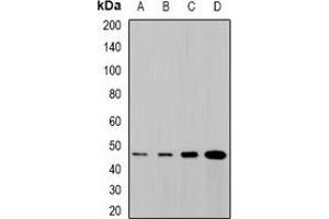 Western blot analysis of SYT4 expression in SHSY5Y (A), NIH3T3 (B), mouse brain (C), rat brain (D) whole cell lysates.