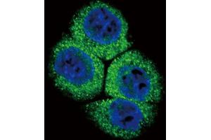 Confocal immunofluorescent analysis of EX1 Antibody (N-term) 2849a with hela cell followed by Alexa Fluor 488-conjugated goat anti-rabbit lgG (green). (APEX1 antibody  (N-Term))