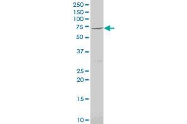 PHACTR2 antibody  (AA 56-143)