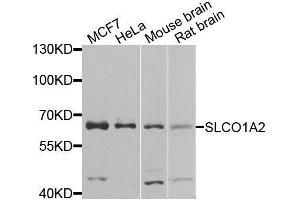 Western blot analysis of extracts of various cell lines, using SLCO1A2 antibody. (SLCO1A2 antibody  (AA 606-670))