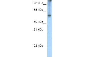 WB Suggested Anti-EIF2A Antibody Titration:  2. (EIF2A antibody  (C-Term))