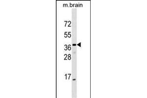 ELMOD1 Antibody (Center) (ABIN1537735 and ABIN2849527) western blot analysis in mouse brain tissue lysates (35 μg/lane). (ELMOD1 antibody  (AA 106-135))