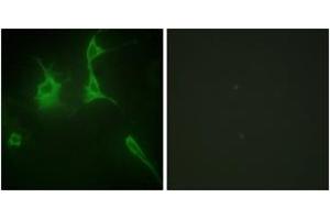 Immunofluorescence (IF) image for anti-Collagen, Type IX, alpha 3 (COL9A3) (AA 321-370) antibody (ABIN2889920) (COL9A3 antibody  (AA 321-370))