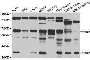 Western blot analysis of extracts of various cell lines, using STK3 antibody (ABIN5974206) at 1/1000 dilution. (STK3 antibody)