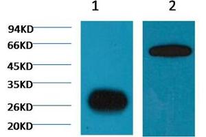 1) Input: Hela Cell Lysate 2) IP product: IP dilute 1:200 (GFP antibody)