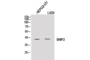 Western Blot analysis of HepG2-UV, L929 cells using BMP2 Polyclonal Antibody at dilution of 1:1000. (BMP2 antibody)